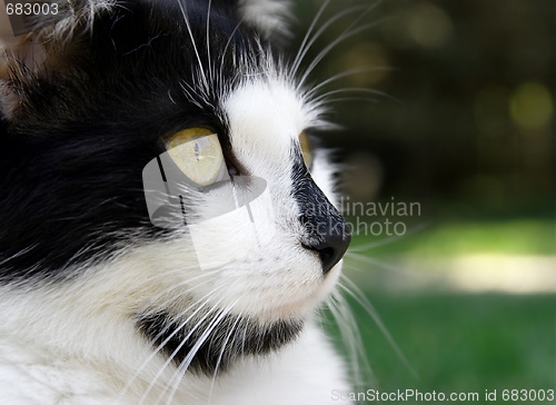 Image of Cat