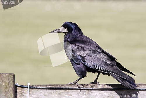 Image of Crow