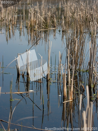 Image of Swamp