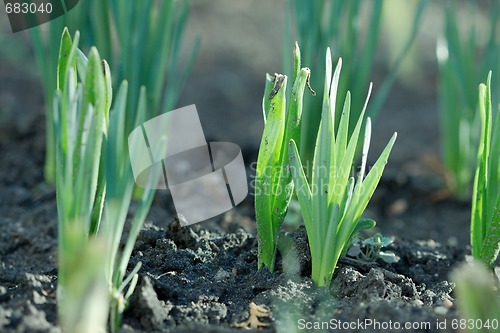 Image of Plants