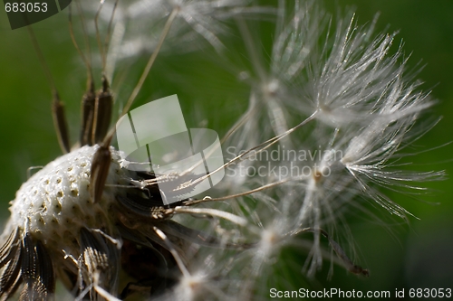 Image of Dandelion