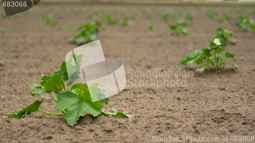 Image of Agriculture