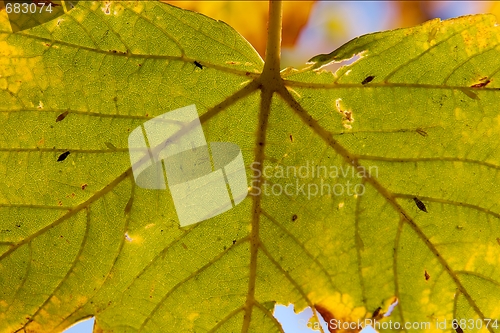 Image of Leaf