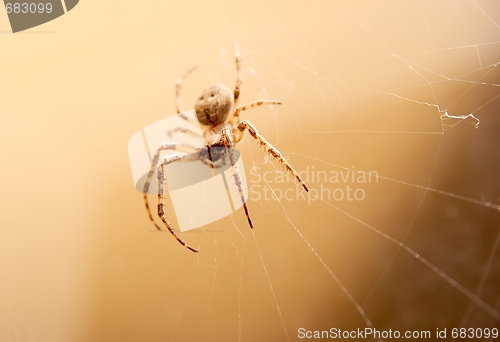 Image of Spider