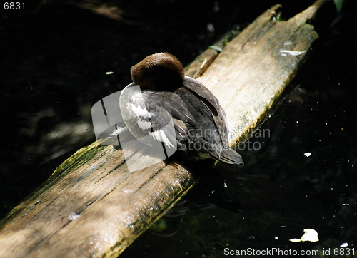 Image of duck on wood