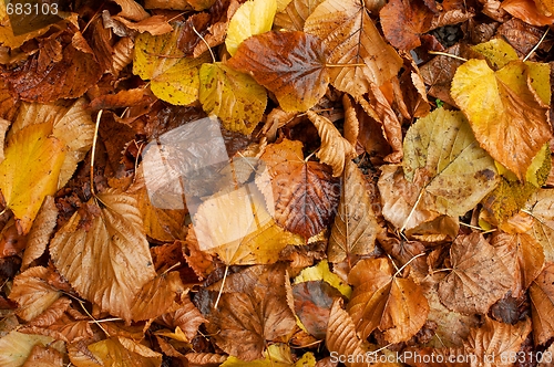 Image of Leaves