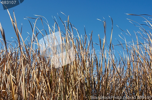 Image of Dry Reed