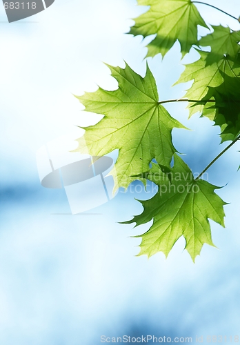 Image of Leaves