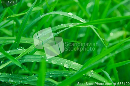 Image of Grass