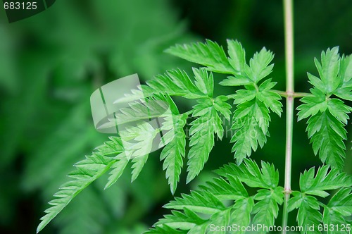 Image of Green
