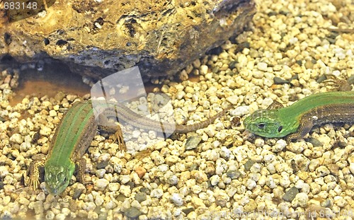 Image of background with lizard