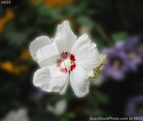 Image of white flower