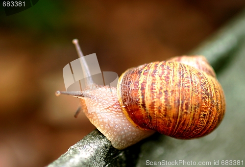 Image of Snail