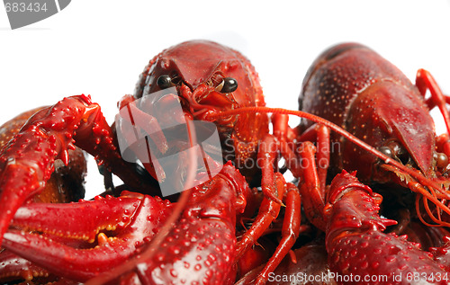 Image of red crawfish