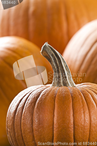 Image of Pumpkin