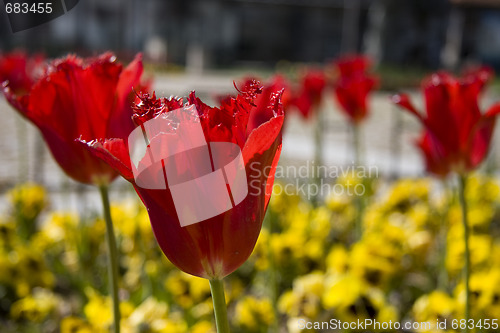 Image of Red tulips