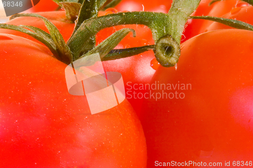 Image of Tomatoes