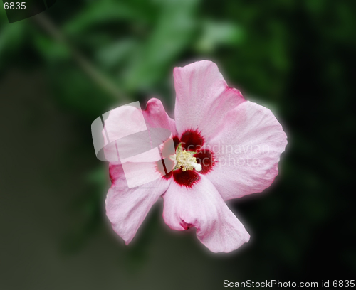 Image of violet flower