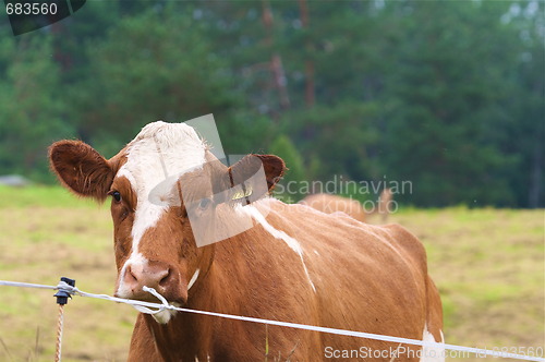 Image of brown cow