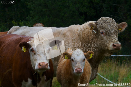 Image of cows