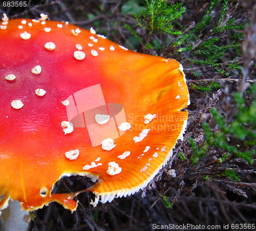Image of Red-White Mushroom