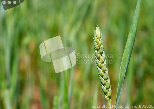 Image of Wheat