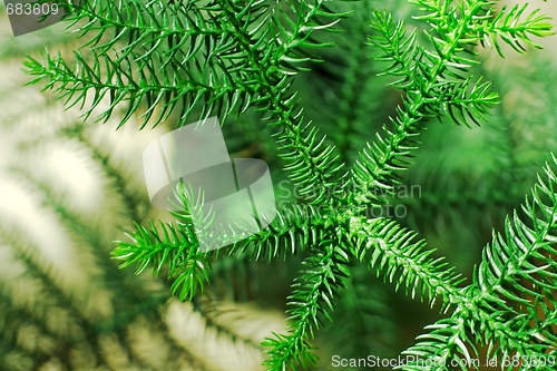 Image of Pine