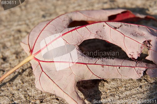 Image of Leaf