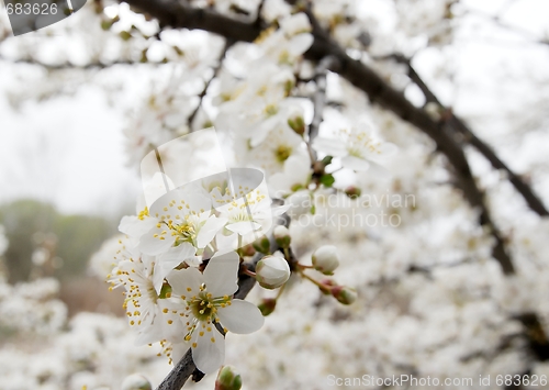 Image of Flowers