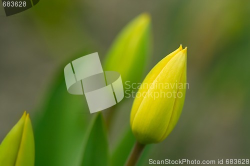 Image of Tulips