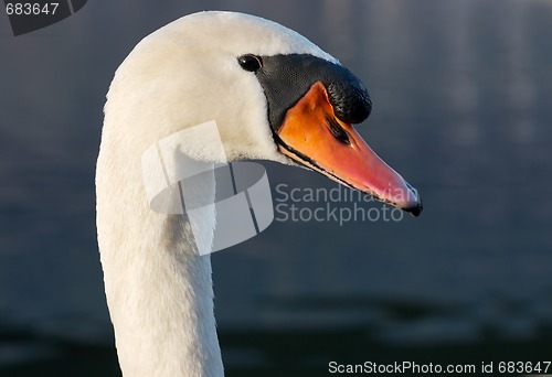 Image of Swan