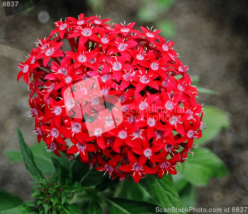 Image of red flower