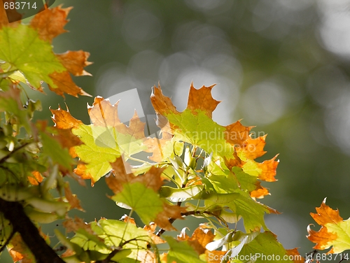 Image of Leaves