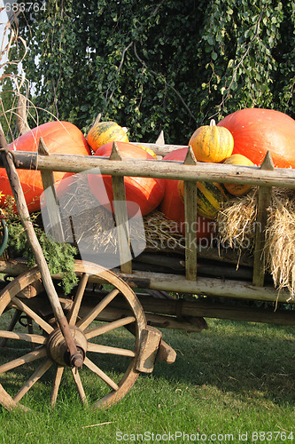 Image of pumpkins