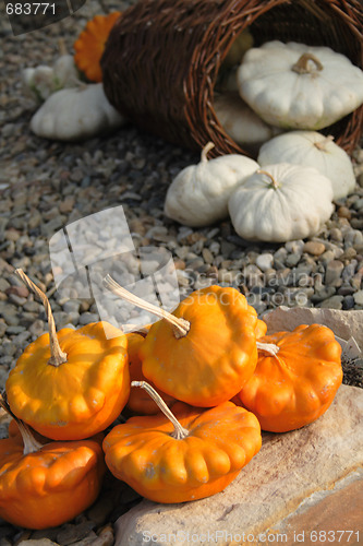 Image of pumpkins