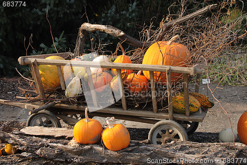 Image of pumpkins