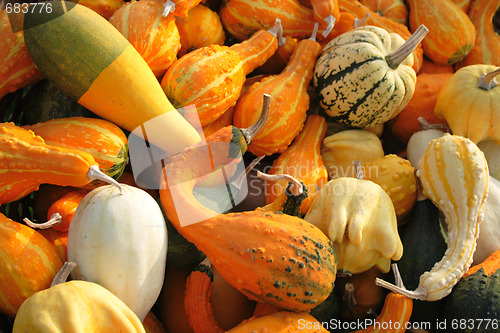 Image of pumpkins