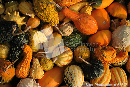 Image of pumpkins