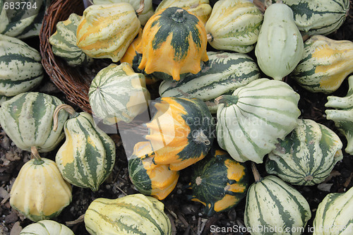 Image of pumpkins