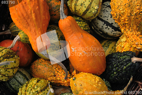 Image of pumpkins