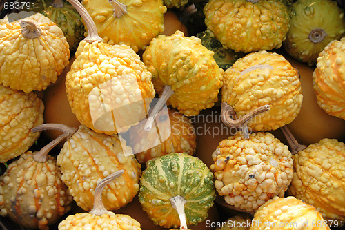 Image of pumpkins