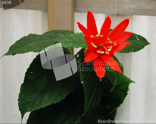 Image of red flower