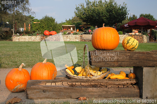 Image of pumpkins