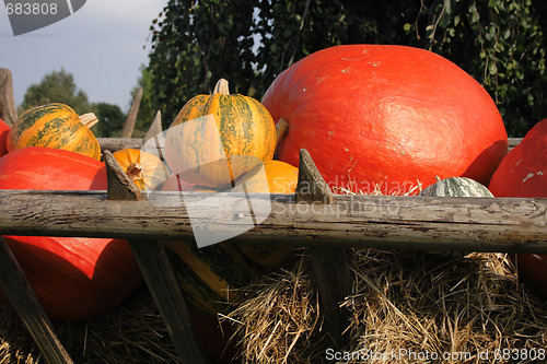 Image of pumpkins