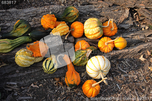 Image of pumpkins