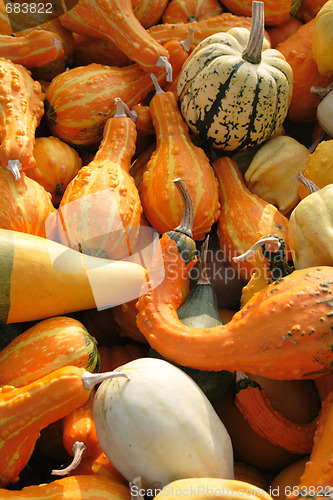 Image of pumpkins