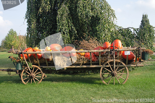 Image of pumpkins