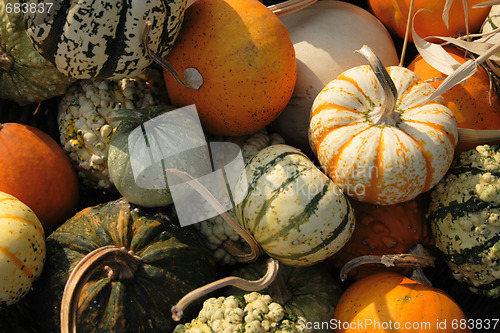 Image of pumpkins
