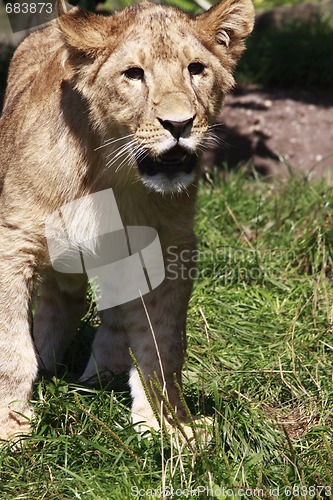 Image of young lion