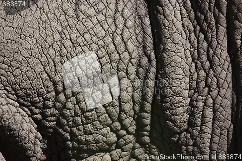 Image of rhino skin